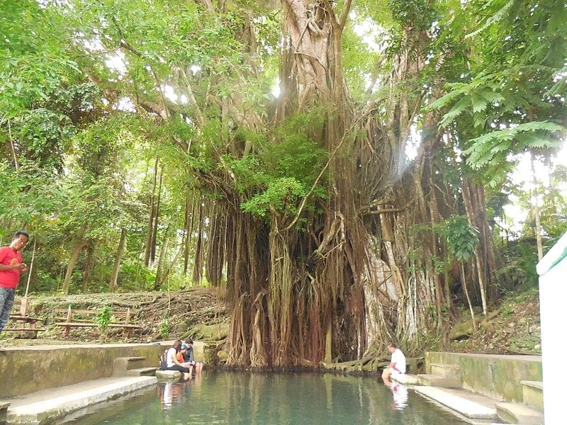 Old Enchanted Balete Tree, things to do in Siquijor Island, Siquijor tourist spots