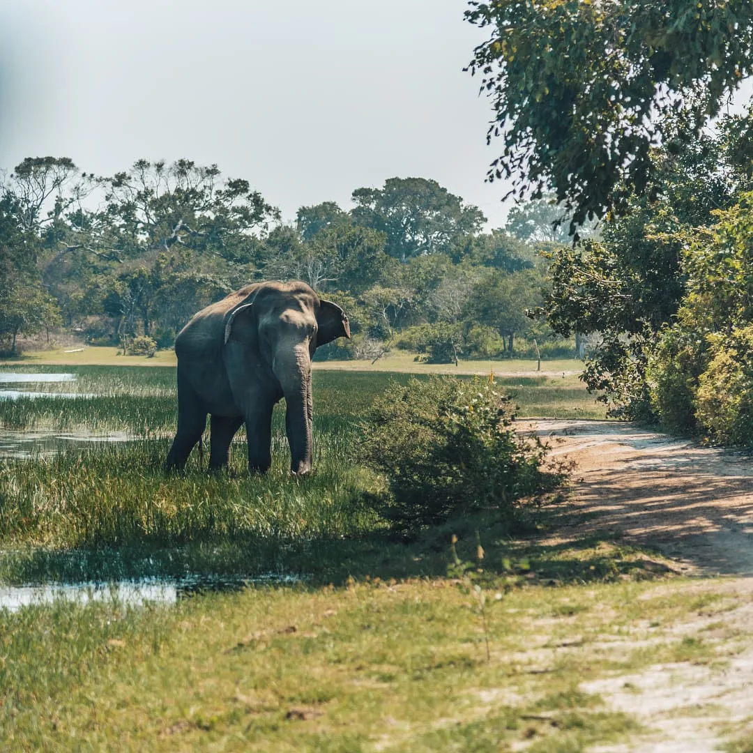Nature Park in Sri Lanka, things to do in Sri Lanka, Sri Lanka travel guide