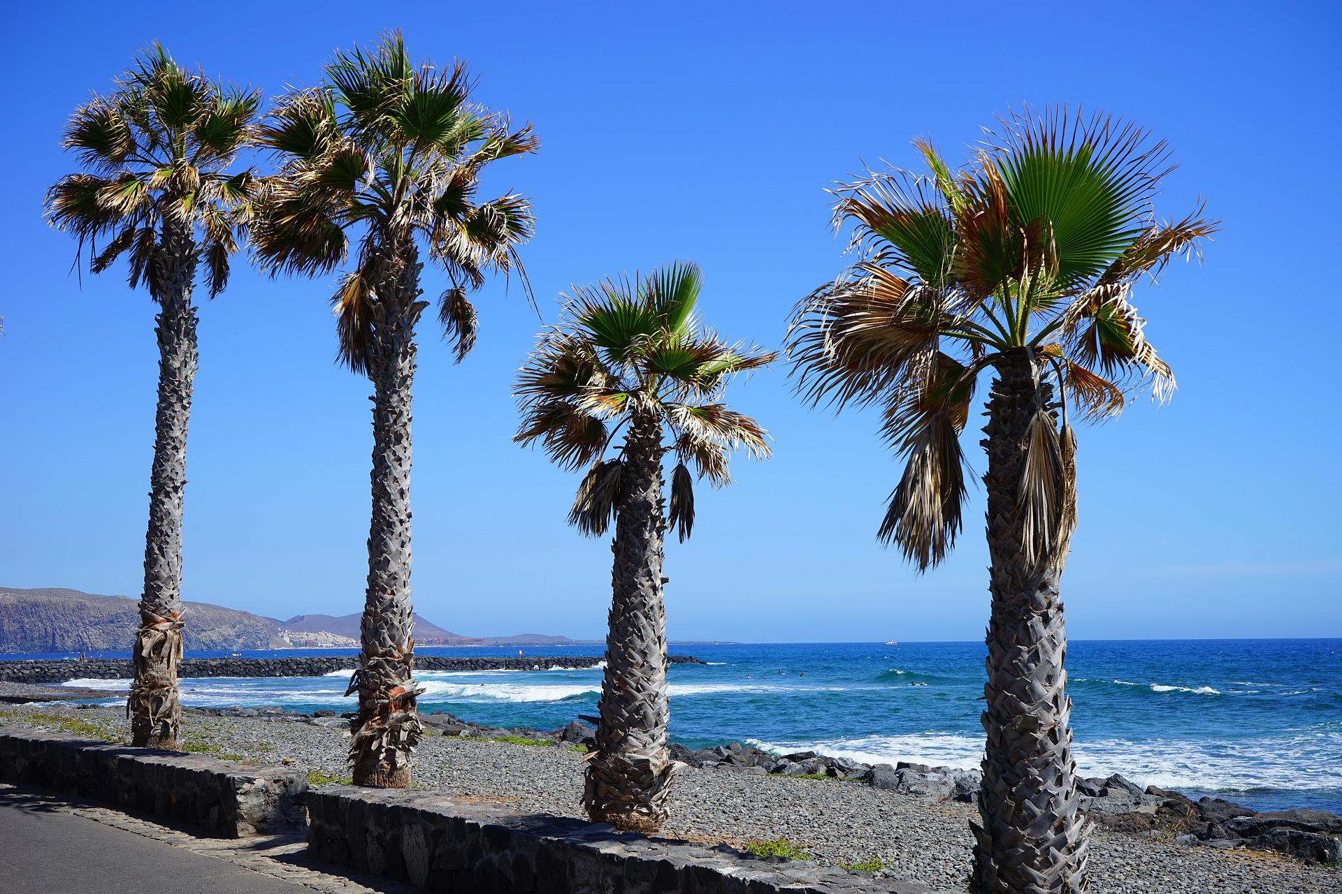 How To Get From Tenerife North Airport To Playa de las Americas - All Possible Ways, cheapest way from Tenerife North Airport to Playa de las Americas, Tenerife North Airport to Playa de las Americas, Tenerife North Airport to Playa de las Americas, Tenerife North Airport to Playa de las Americas, Tenerife Bus Airport, bus from Tenerife North Airport to Playa de las Americas, taxi Tenerife North Airport to Playa de las Americas, Uber Tenerife North Airport to Playa de las Americas, Tenerife North Airport to Playa de las Americas by bus, Tenerife North Airport to Playa de las Americas, Titsa bus fare Tenerife North Airport to Playa de las Americas, Day Travel Card Tenerife, Titsa Bus Day Travel Card