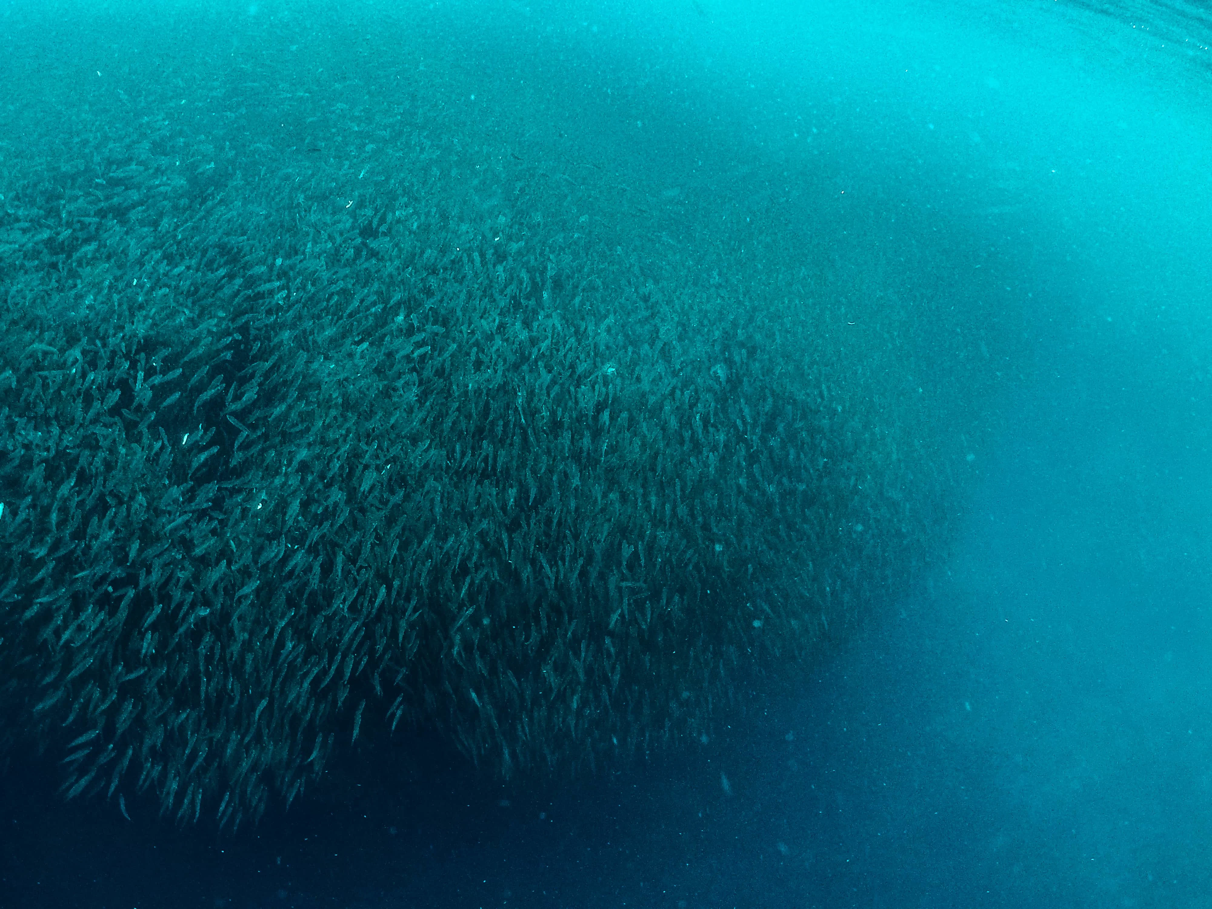 Sardines Run, diving in the Philippines
