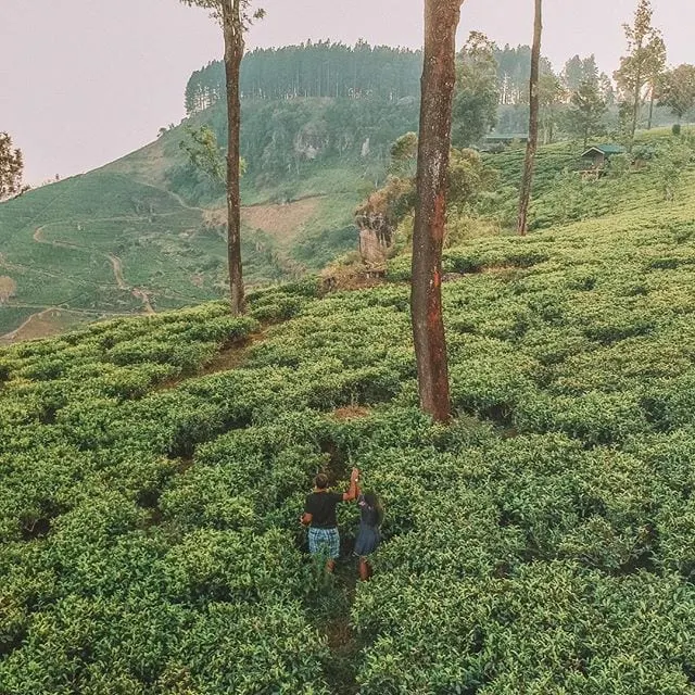 Things to do in Sri Lanka: Visiting tea plantations in Sri Lanka