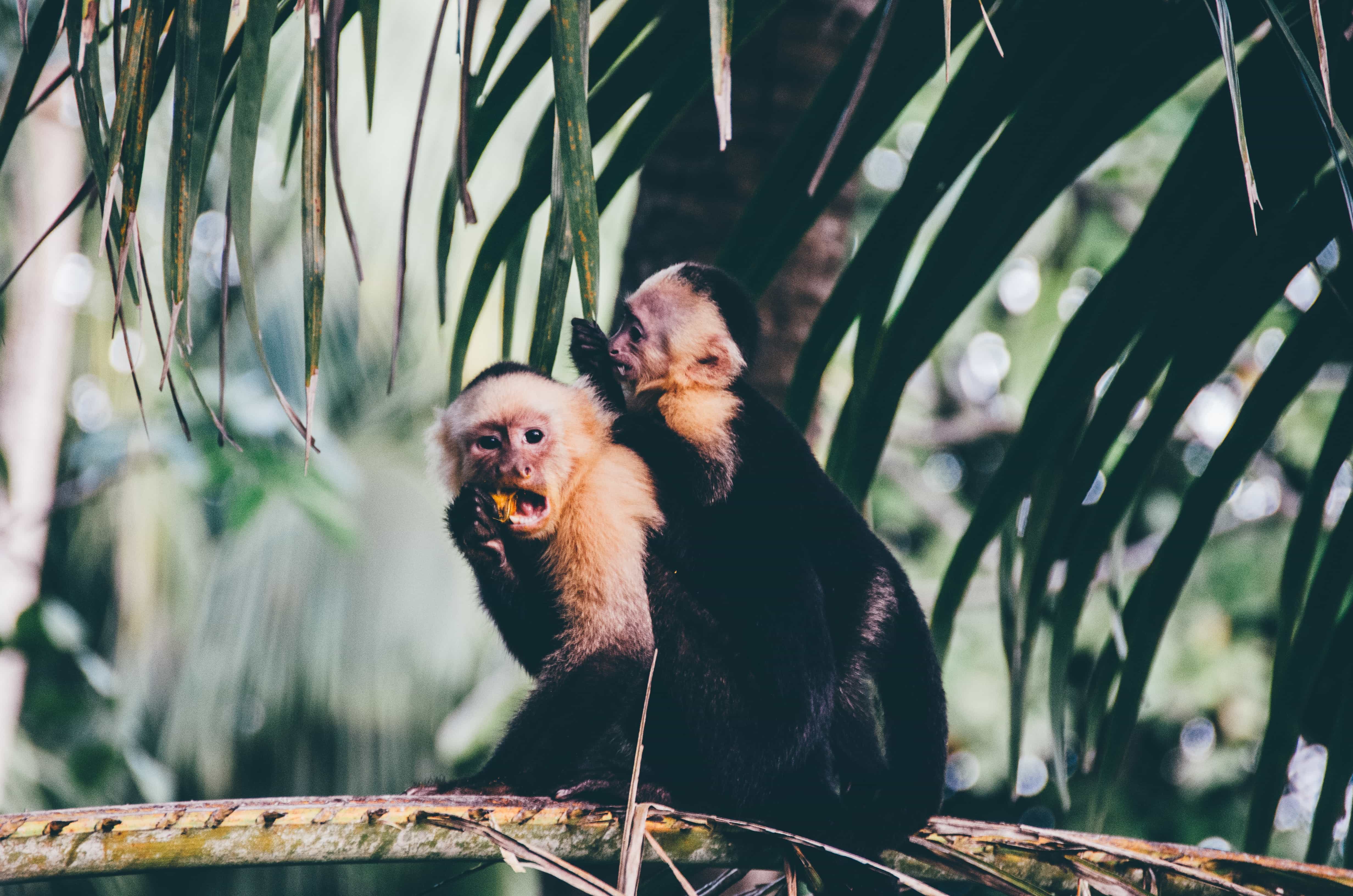 3 Day Montezuma Itinerary: Top Things to Do and What to Know 2 Montezuma Beach, 3 Day Montezuma Itinerary, Montezuma Itinerary