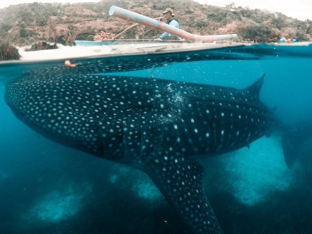top instagrammable places in the Philippines, whaleshark in oslob