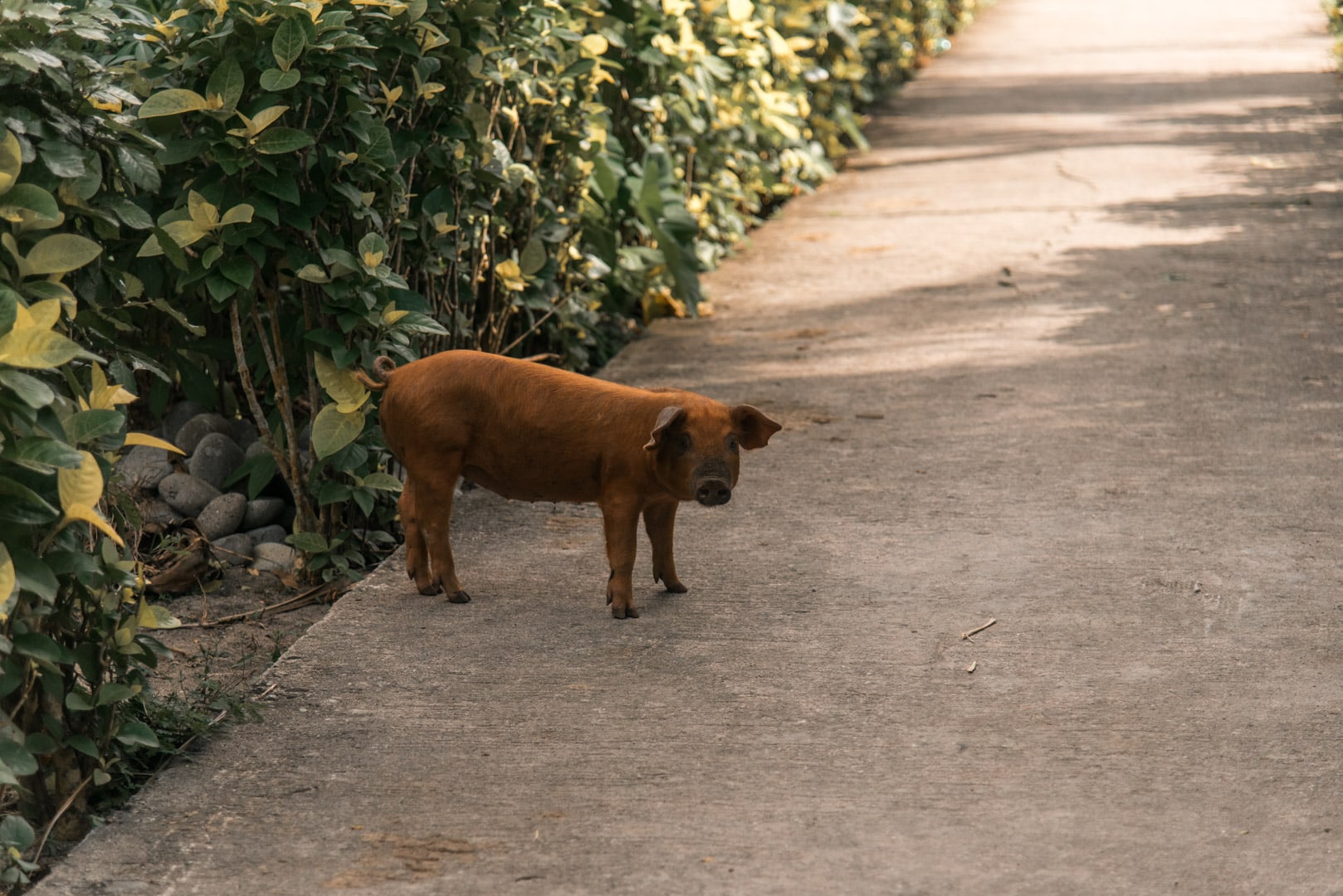 Sumnanga barrio, Transportation around Batanes, Batanes tourist spots, atms in batanes, wifi connection in batanes, how to go to Batanes, Little Hong Kong,