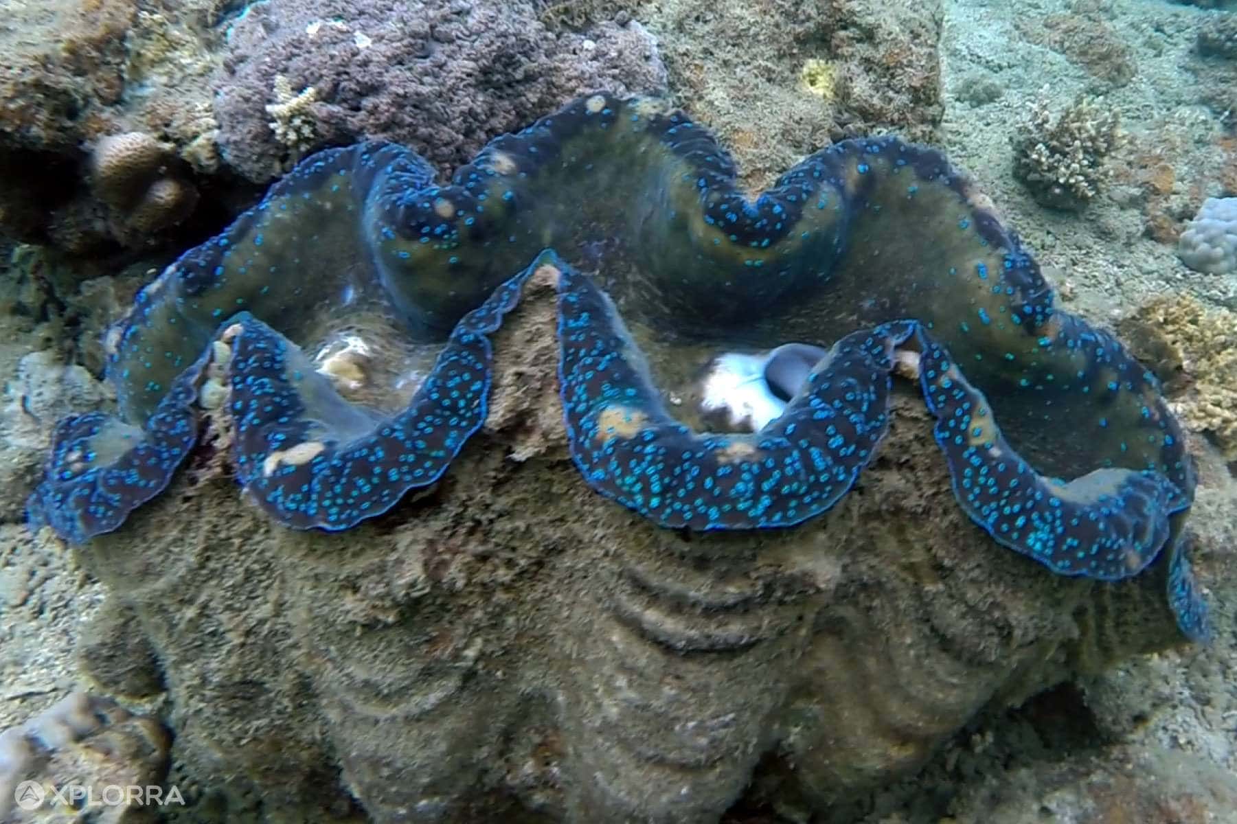 The Giant Clams, things to do in Puerto Galera and Puerto Galera tourist spots