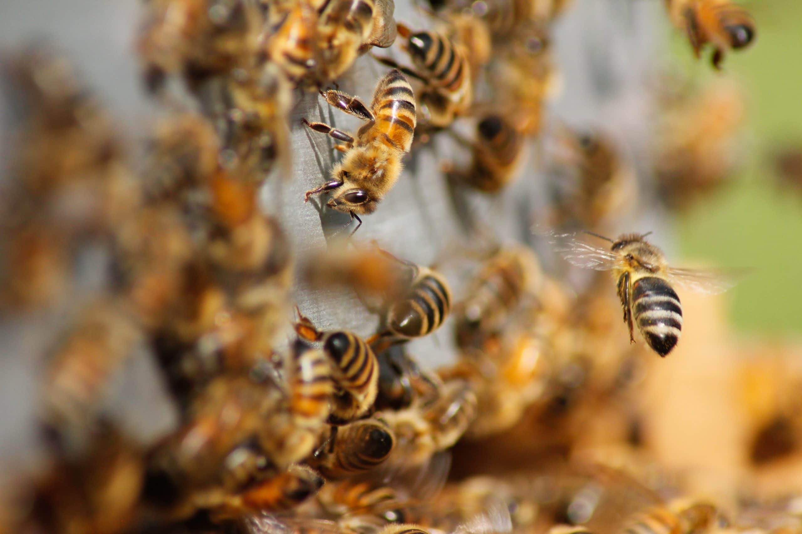 Milea Bee Farm, Batangas tourist spots