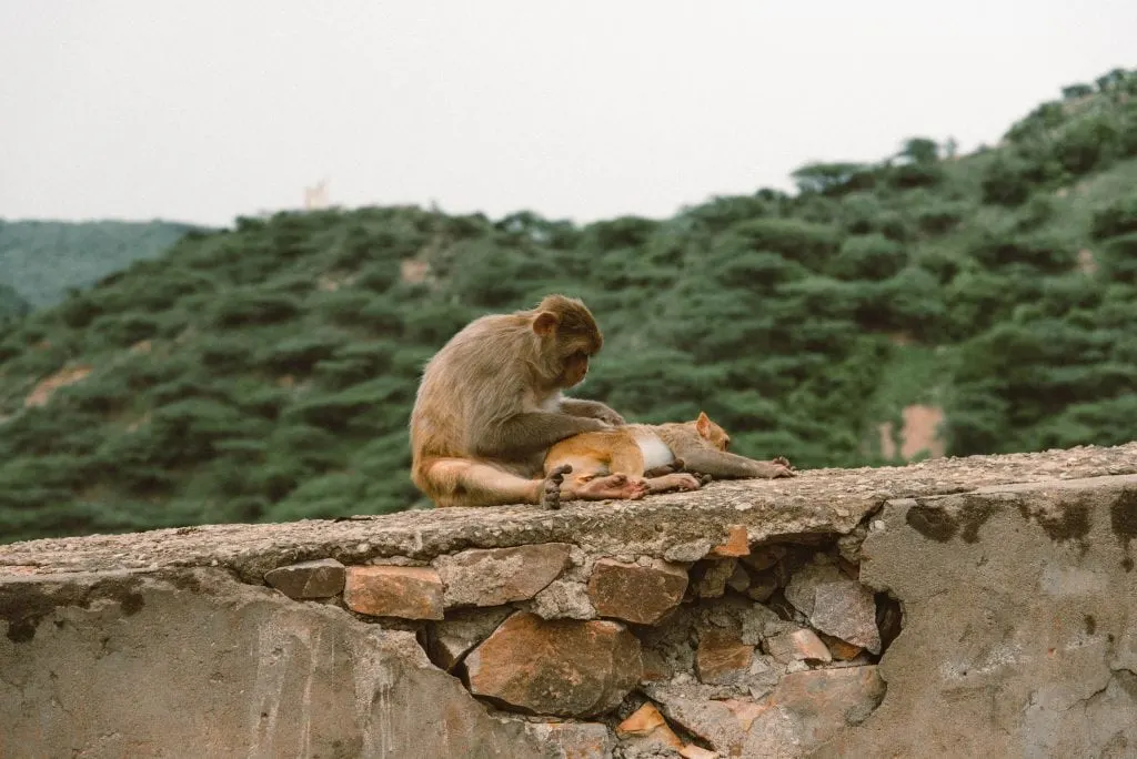 Monkey temple, things to do in Jaipur, Jaipur travel guide