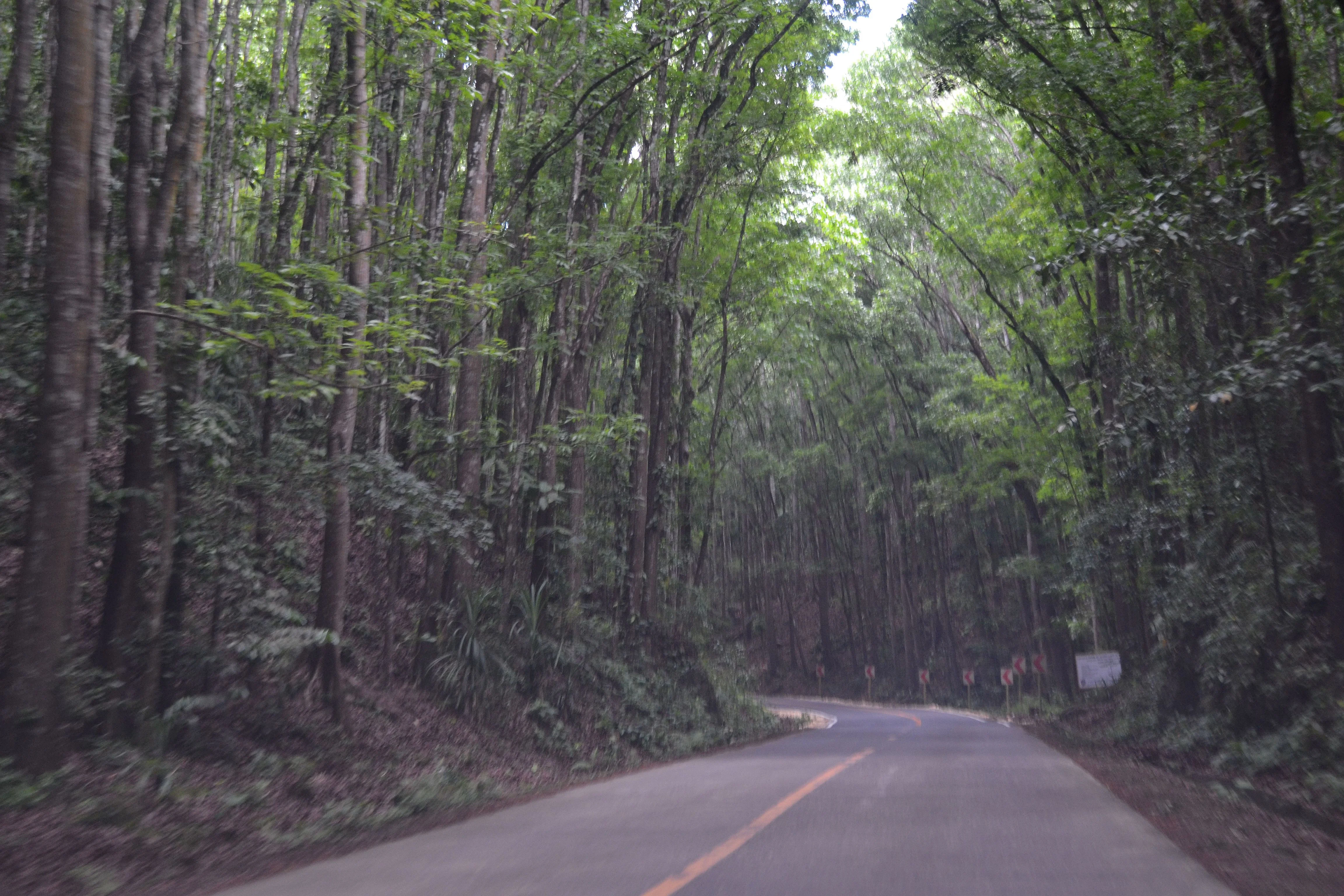 Mahogany Man-Made Forest, places to visit in Bohol