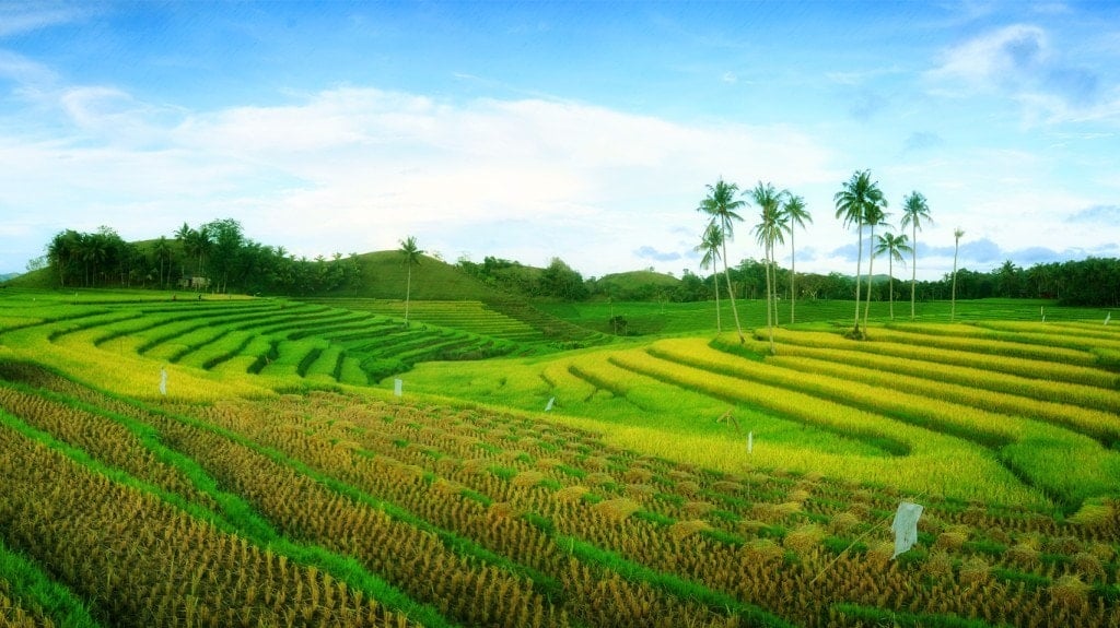 Cadapdapan Rice Terraces in Candijay bohol, places to visit in Bohol