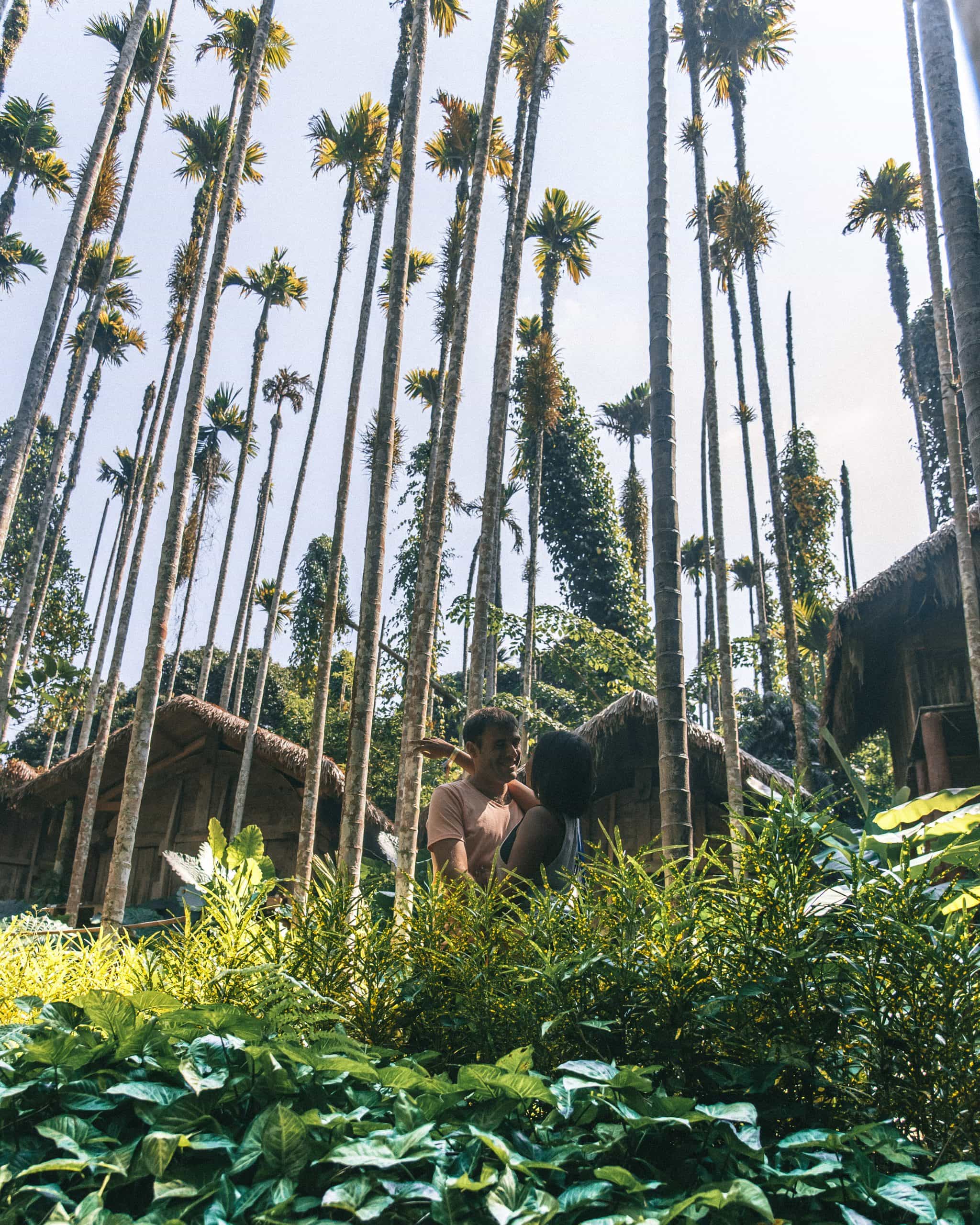 things to do in Sanya, Sanya travel guide, climb a coconut tree