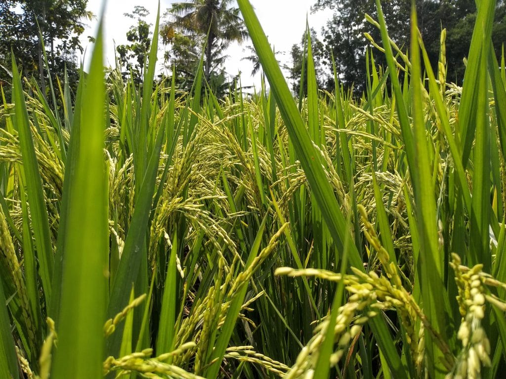 Philippine Rice Research Institute, nueva ecija tourist spots, things to do in nueva ecija, manila to nueva ecija