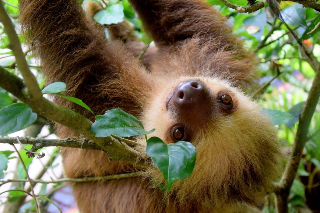 Sloths, Costa Rica travel tips, things to know before visiting Costa Rica, facts about Costa Rica