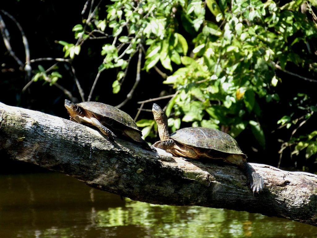 TORTUGUERO NATIONAL PARK, Costa Rica travel tips, things to know before visiting Costa Rica, facts about Costa Rica