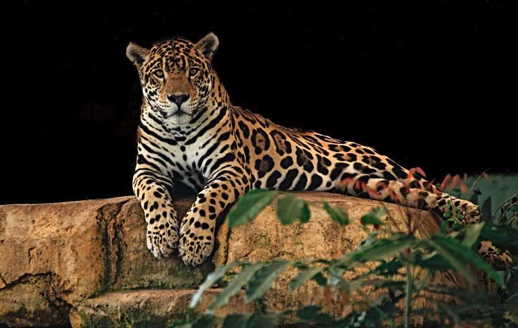 Belize Travel Tips, things to know before visiting Belize, facts about Belize, Wildlife Sanctuary & Jaguar Preserve