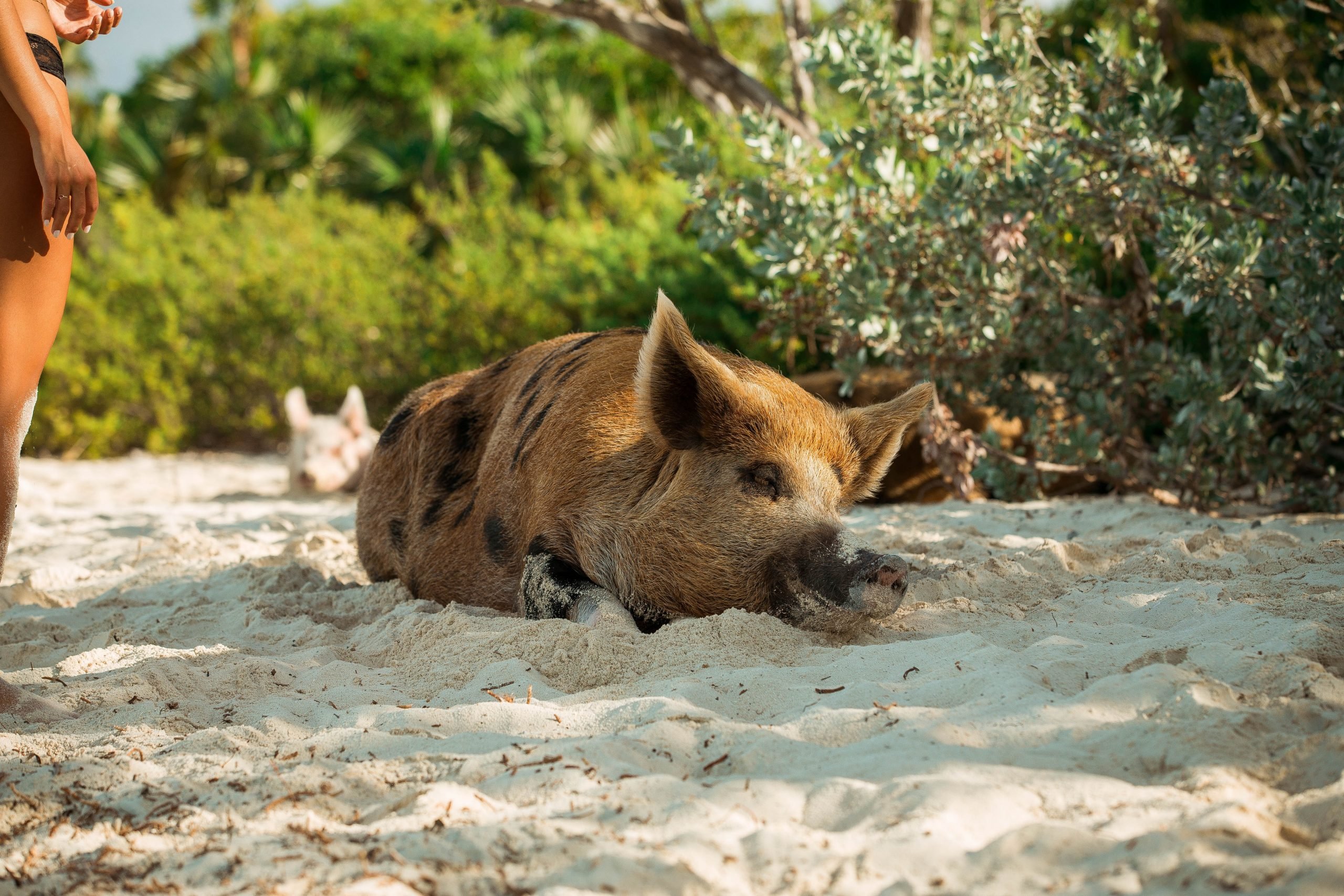 Pig Beach in the Bahamas