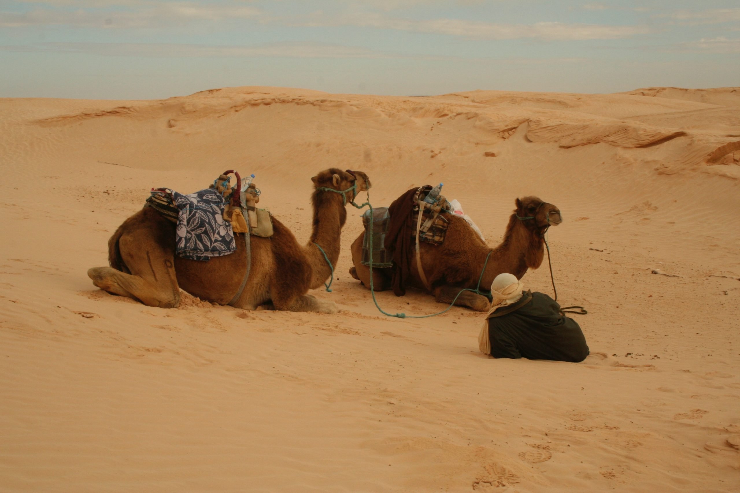Tunísia, Tunisia camels in the desert, What To Wear In Tunisia, Tunisia Packing List, What To Pack For Tunisia