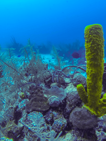 Belize vs Tulum - Which is the Better Vacation?