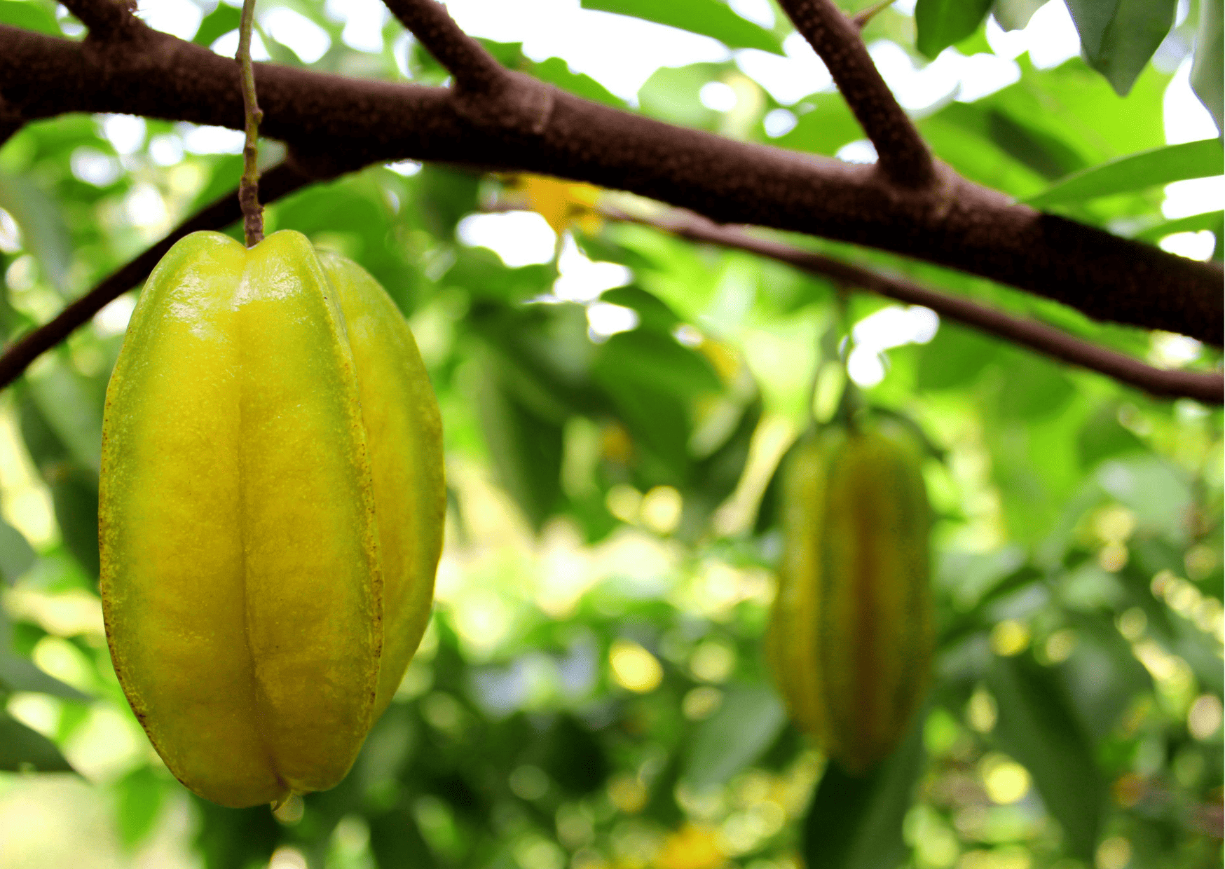 Fruits in Dominican Republic - Traditional and Exotic Fruits in Dominican Republic You Can't Miss