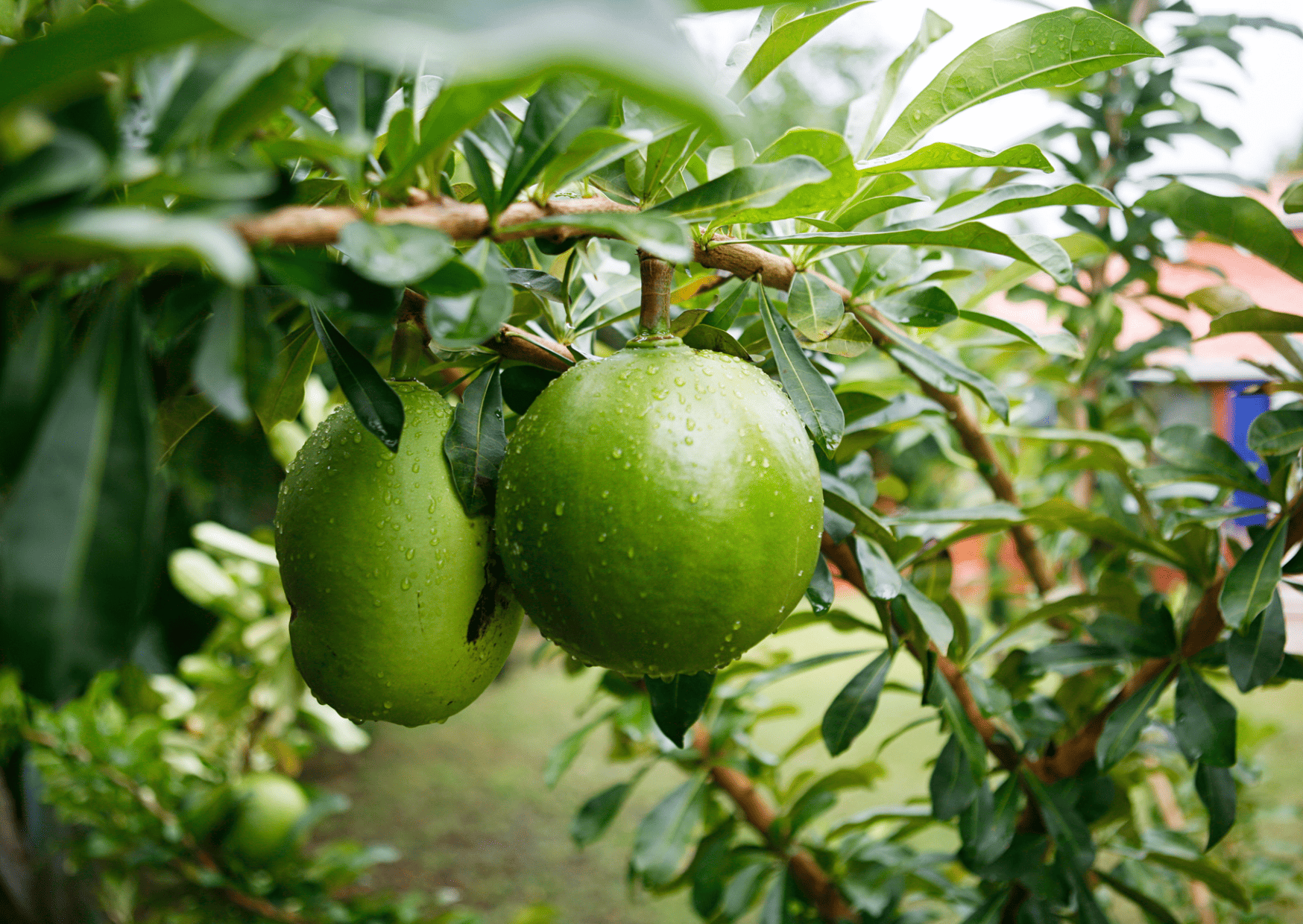 Nicaragua Fruits &ndash; 20 Exotic Nicaraguan Fruits and What Fruits in Nicaragua to Never Miss
