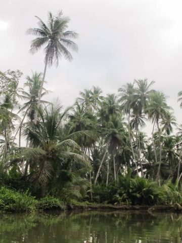 How To Get From Puerto Jimenez to Sierpe Best Way, Puerto Jimenez to Sierpe, bus from Puerto Jimenez to Palmar Norte, cheapest way from Puerto Jimenez to Sierpe, Puerto Jimenez to Sierpe by bus, bus from Puerto Jimenez to Sierpe, taxi from Puerto Jimenez to Sierpe, UBER from Puerto Jimenez to Sierpe, private transfer from Puerto Jimenez to Sierpe, Shared Van from Puerto Jimenez to Sierpe, rent a car in Puerto Jimenez to Sierpe, from Puerto Jimenez to Sierpe