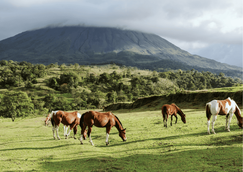 Horses near Arenal Volcano Costa Rica - 3 Week Costa Rica Itinerary_ Everything to Know and Do for a Costa Rica Three Week Itinerary