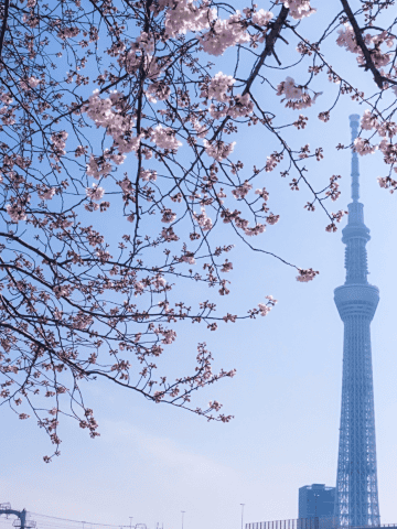 2 Days Tokyo Itinerary, 36 Hours in Tokyo: Everything To Do and What Not to Miss