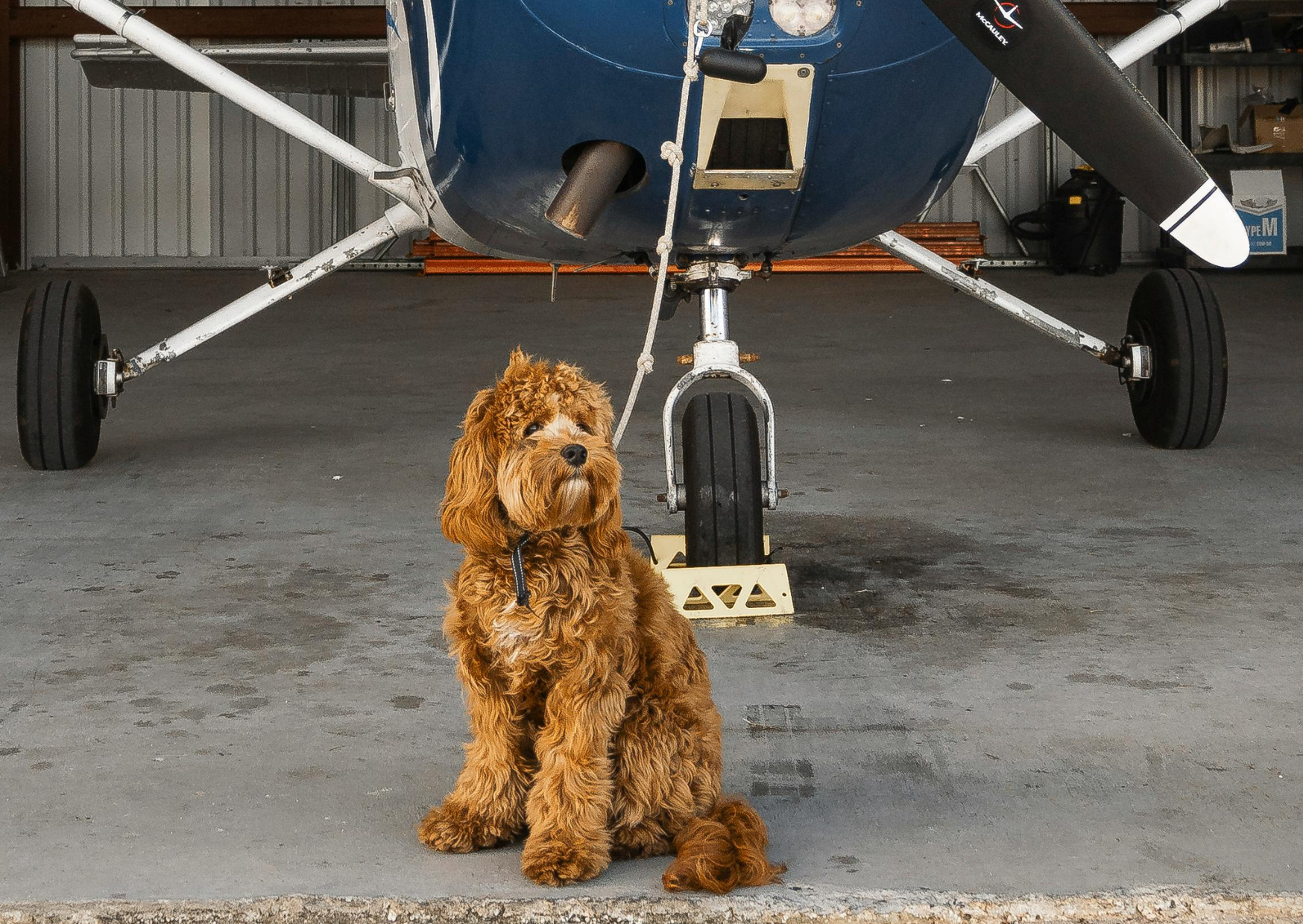 flying a dog to europe 5