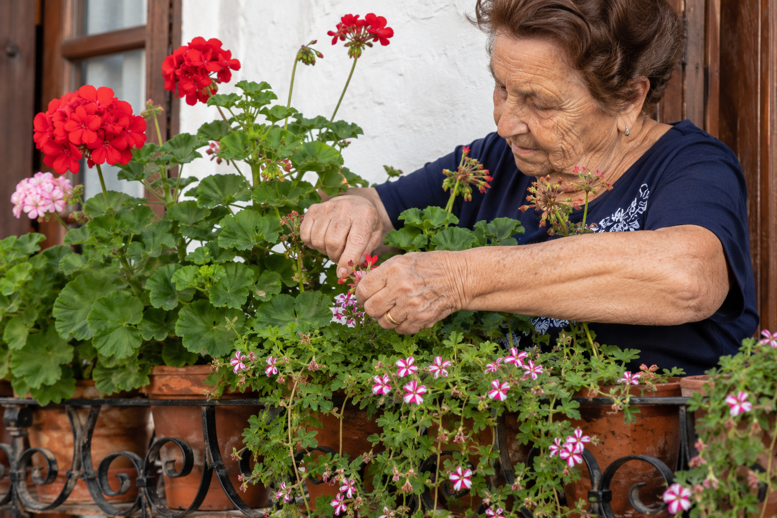 Every Spanish Balcony Grows the Same Five Plants: The Geranium Code of the Abuelas 4 abuelas 2
